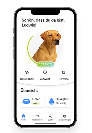 Symbolbild für Web‑Entwicklung: Desktop- und App‑Programmierung